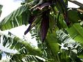 2003-04 martinique 058